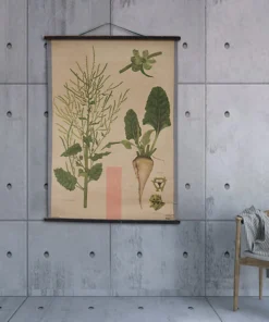 Scout Vintage Old-School Botanical Science Poster Featuring Sugar Beet