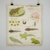 Scout Vintage French School Science Poster- Frog/ Fish 2 Scout Vintage French School Science Poster- Frog/ Fish