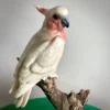 Scout House Major Mitchell Pink Cockatoo On Log