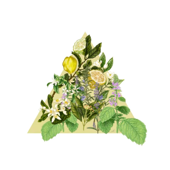 Santa Maria Novella - Acqua Della Regina - 1221 Edition 4 Santa Maria Novella - Acqua Della Regina - 1221 Edition