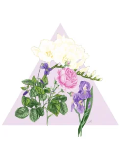 Santa Maria Novella - Fresia - 1221 Edition