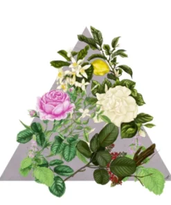 Santa Maria Novella - Rosa Novella - 1221 Edition Gifts