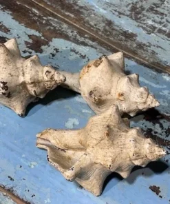 Scout House Shell Figure